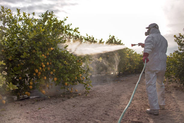 Best Affordable Pest Control Services  in East Bakersfield, CA