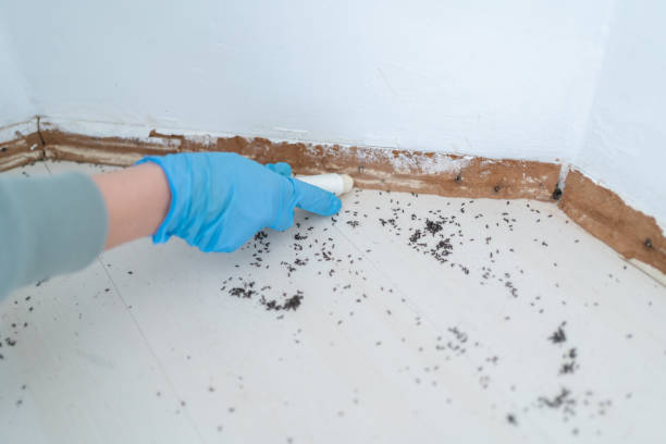 Best Pest Prevention Services  in East Bakersfield, CA